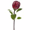ILIADIS KLADI KOKKINOS PROTEAS 74cm 77947