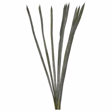 Iliadis Ματσάκι διακοσμητικό με δέκα μακριά πράσινα φύλλα 95 εκ 78346 Iliadis Ματσάκι διακοσμητικό με δέκα μακριά πράσινα φύλλα 95 εκ 78346