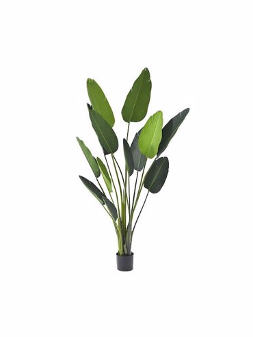 Iliadis Τεχνητό Δέντρο Εξωτερικού Χώρου 'Ραβενάλα' σε Γλάστρα 185cm 80890