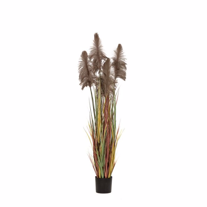Iliadis Futo Pampas Grass Kafe F20x180cm se Mavri Plastiki Gastra 85071