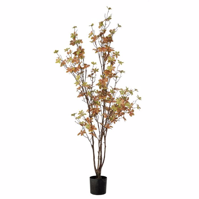 Iliadis Futo Enkianthus 120cm me 150 Fulla se Plastiko Kaspo F12.5x11.5cm 89786