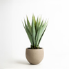 Liberta-Maison Agave Futo Texnito se Gastra 58cm PVC Prasino Mavro Tsimento 030829