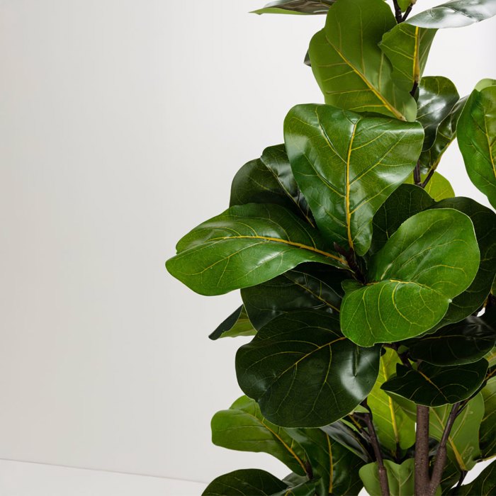 Liberta - Maison FICUS PANDURATA Dentro se Gastra ufasma Prasino PVC 180cm 031329