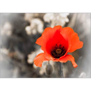 Ρόλερ με Ψηφιακή Εκτύπωση 'Red Poppy' Α1504