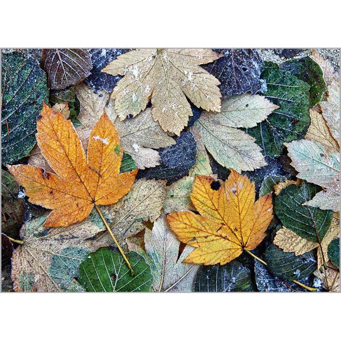 Roler me Psifiaki Ektuposi 'Autumn Leaves' A1807