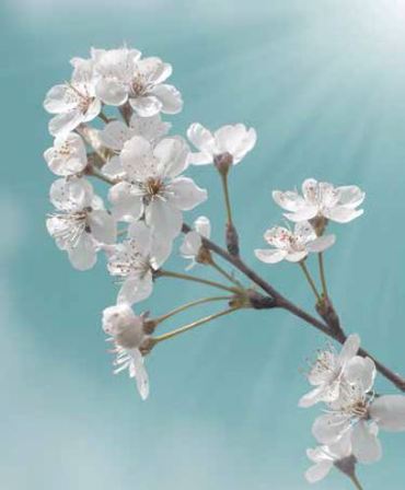 ΡΟΛΕΡ ΜΕ ΨΗΦΙΑΚΗ ΕΚΤΥΠΩΣΗ 'ΑΜΥΓΔΑΛΙΑ' E184