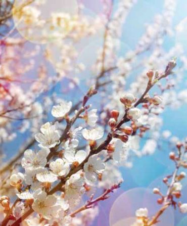 Ρόλερ με Ψηφιακή Εκτύπωση 'Ανθισμένα Κλαδιά' E187