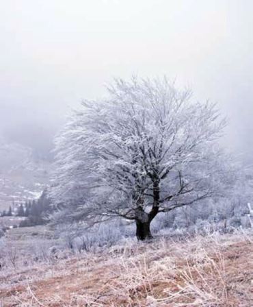 ΡΟΛΕΡ ΜΕ ΨΗΦΙΑΚΗ ΕΚΤΥΠΩΣΗ 'ΧΙΟΝΙΣΜΕΝΟ ΔΕΝΤΡΟ' E220
