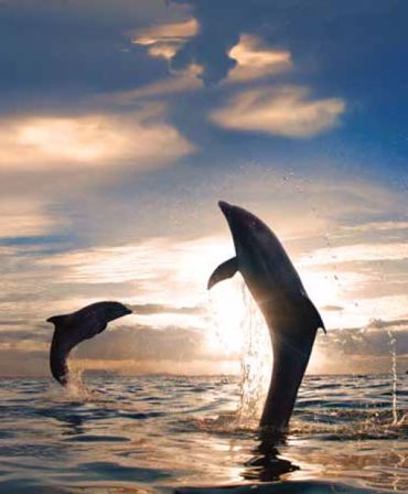 ΡΟΛΕΡ ΜΕ ΨΗΦΙΑΚΗ ΕΚΤΥΠΩΣΗ 'ΔΕΛΦΙΝΙΑ' E230