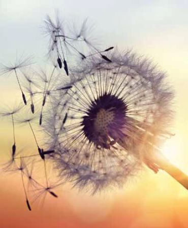 Ρόλερ με Ψηφιακή Εκτύπωση Πικραλίδα 'Dandelion Wishes' E386