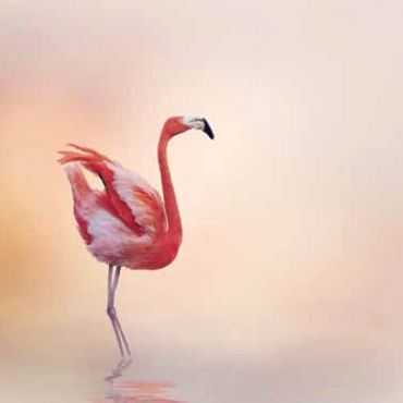 Ρόλερ με Ψηφιακή Εκτύπωση 'Flamingo' E397