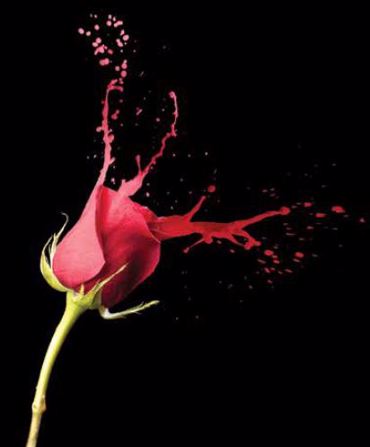 Ρόλερ με Ψηφιακή Εκτύπωση Τριαντάφυλλο 'Splashing Red' E400