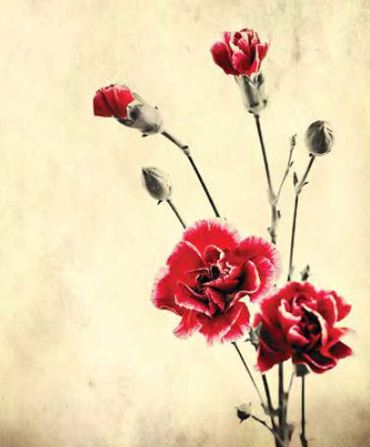 Ρόλερ με Ψηφιακή Εκτύπωση Vintage 'Κόκκινα Γαρύφαλλα' E431