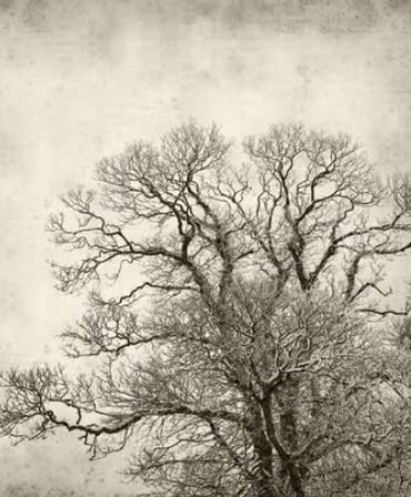 Ρόλερ με Ψηφιακή Εκτύπωση Vintage 'Φυλλοβόλο Δέντρο' E433