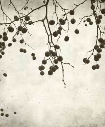 Ρόλερ με Ψηφιακή Εκτύπωση Vintage 'Winter Branches' E447