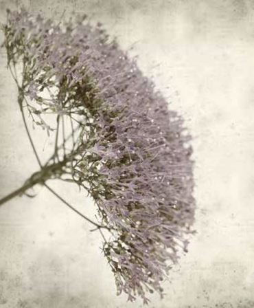 Ρόλερ με Ψηφιακή Εκτύπωση 'Vintage Lilac' E448