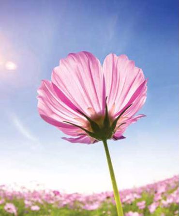 Ρόλερ με Ψηφιακή Εκτύπωση Λουλούδι 'Cosmos Blossom' E455