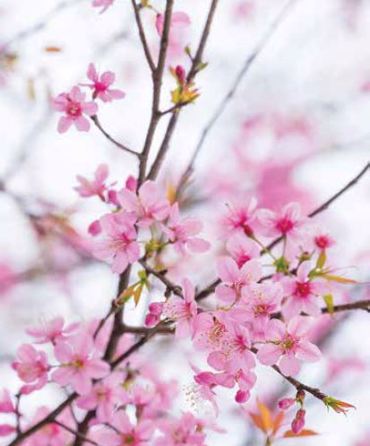 Ρόλερ με Ψηφιακή Εκτύπωση 'Cherry Blossom' E456