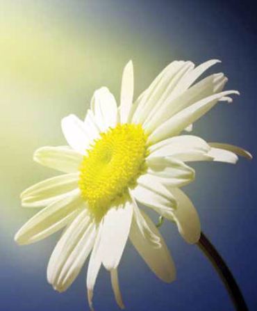 Ρόλερ με Ψηφιακή Εκτύπωση 'Λευκή Μαργαρίτα' E457