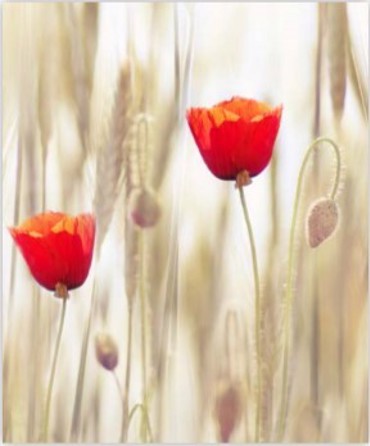 ΡΟΛΕΡ ΜΕ ΨΗΦΙΑΚΗ ΕΚΤΥΠΩΣΗ 'ΠΑΠΑΡΟΥΝΕΣ 2' E185