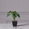 Supergreens Texnito Futo Alokasia Amazonica ''Polly'' se Gastra 21cm 0160-6
