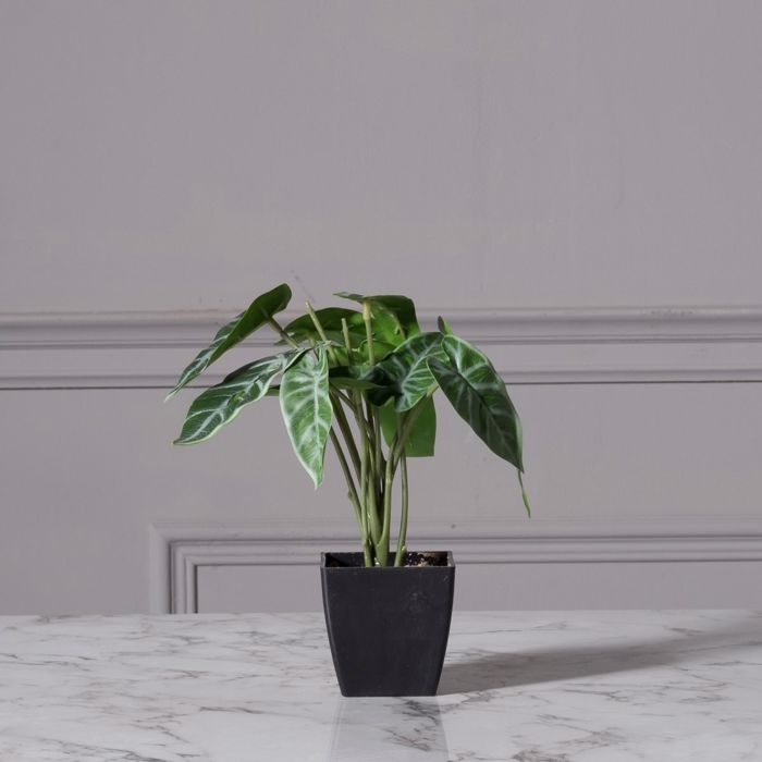 Supergreens Texnito Futo Alokasia Amazonica ''Polly'' se Gastra 21cm 0160-6