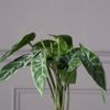Supergreens Texnito Futo Alokasia Amazonica ''Polly'' se Gastra 21cm 0160-6