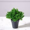 Supergreens Texnito Futo Aromatiko 20cm 8650-6