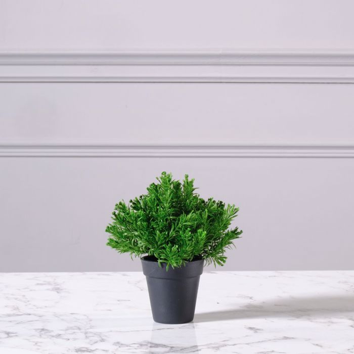 Supergreens Texnito Futo Aromatiko 20cm 8650-6