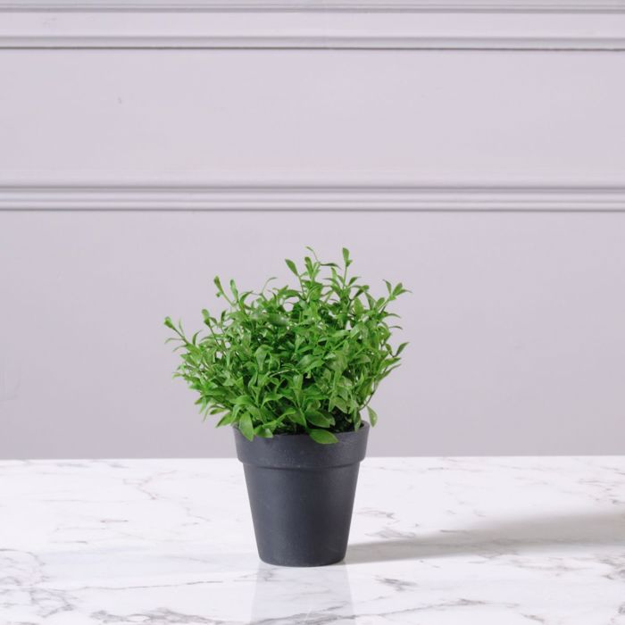 Supergreens Texnito Futo Aromatiko 17cm 9650-6