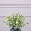 Supergreens Texnito Futo Aromatiko 18cm 0750-6