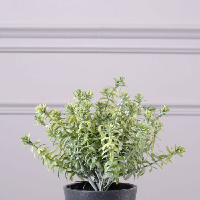 Supergreens Texnito Futo Aromatiko 18cm 0750-6