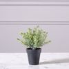 Supergreens Texnito Futo Aromatiko 18cm 0750-6