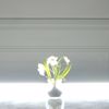 Supergreens Texnito Futo Anemoni 18cm 1750-6