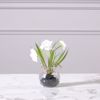 Supergreens Texnito Futo Anemoni 18cm 1750-6