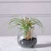 Supergreens Texnito Futo Tilansia 12cm 3750-6