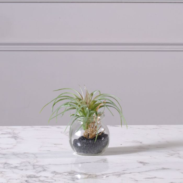 Supergreens Texnito Futo Tilansia 12cm 3750-6