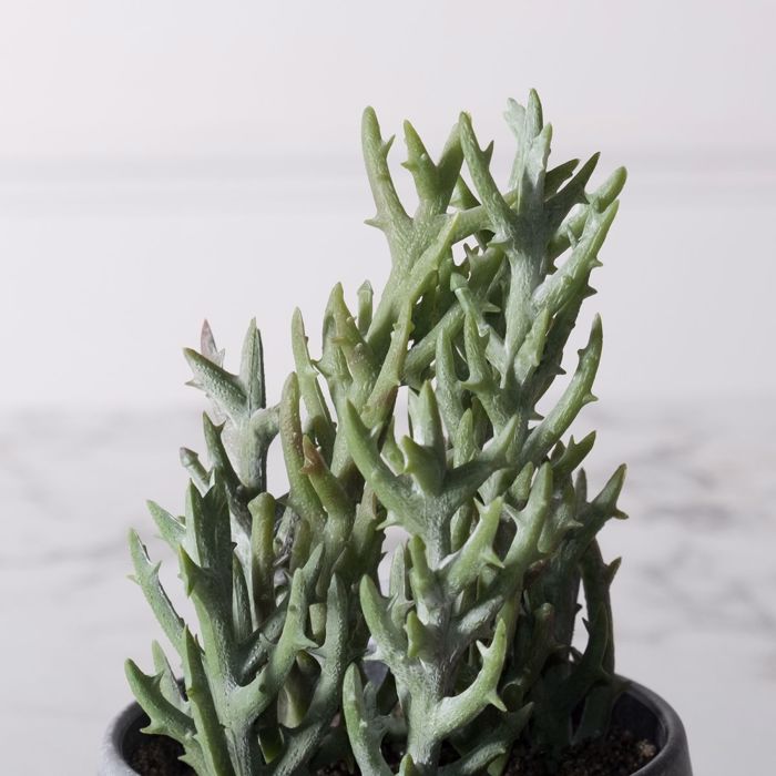 Supergreens Texnito Futo Senekio Vitalis 18cm 5260-6
