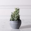 Supergreens Texnito Futo Senekio Vitalis 18cm 5260-6