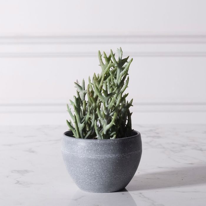 Supergreens Texnito Futo Senekio Vitalis 18cm 5260-6