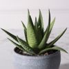 Supergreens Texnito Futo Aloi Aristata 14cm 6260-6