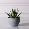 Supergreens Texnito Futo Aloi Aristata 14cm 6260-6