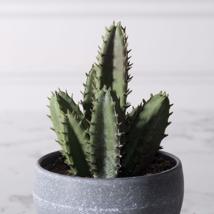 Supergreens Τεχνητό Φυτό Κακίλλα 17cm 7260-6 Supergreens Texnito Futo Kakilla 17cm 7260-6