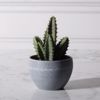 Supergreens Texnito Futo Kakilla 17cm 7260-6