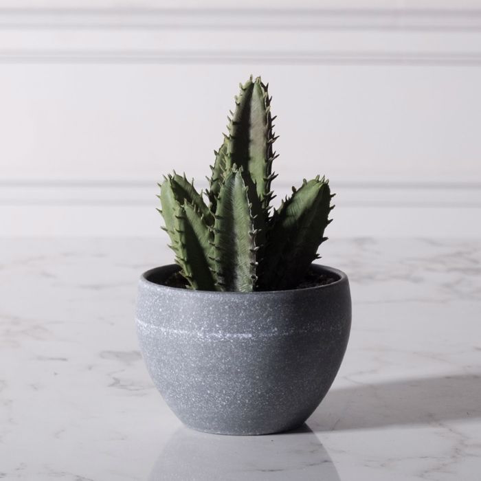 Supergreens Τεχνητό Φυτό Κακίλλα 17cm 7260-6 Supergreens Texnito Futo Kakilla 17cm 7260-6