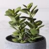Supergreens Texnito Futo Krasoula 13cm 8260-6