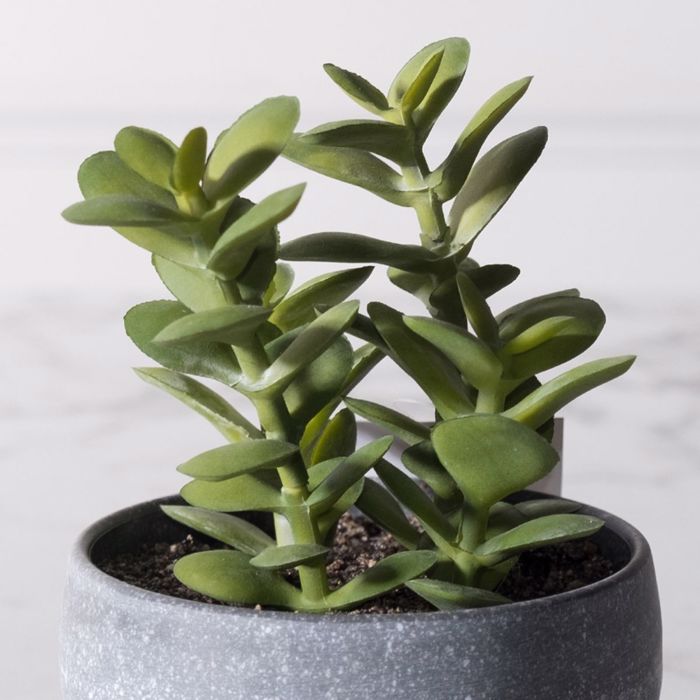 Supergreens Texnito Futo Krasoula 13cm 8260-6