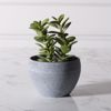 Supergreens Texnito Futo Krasoula 13cm 8260-6