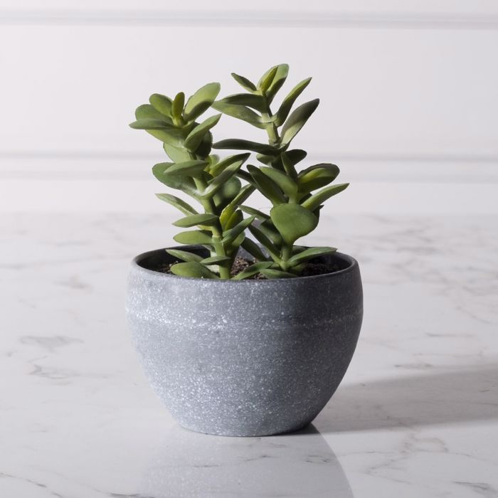 Supergreens Texnito Futo Krasoula 13cm 8260-6
