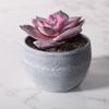 Supergreens Texnito Futo Exeberia Rainbow 9cm 9260-6